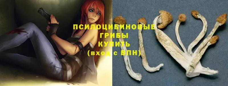 блэк спрут ссылка  Неман  Галлюциногенные грибы Psilocybe 